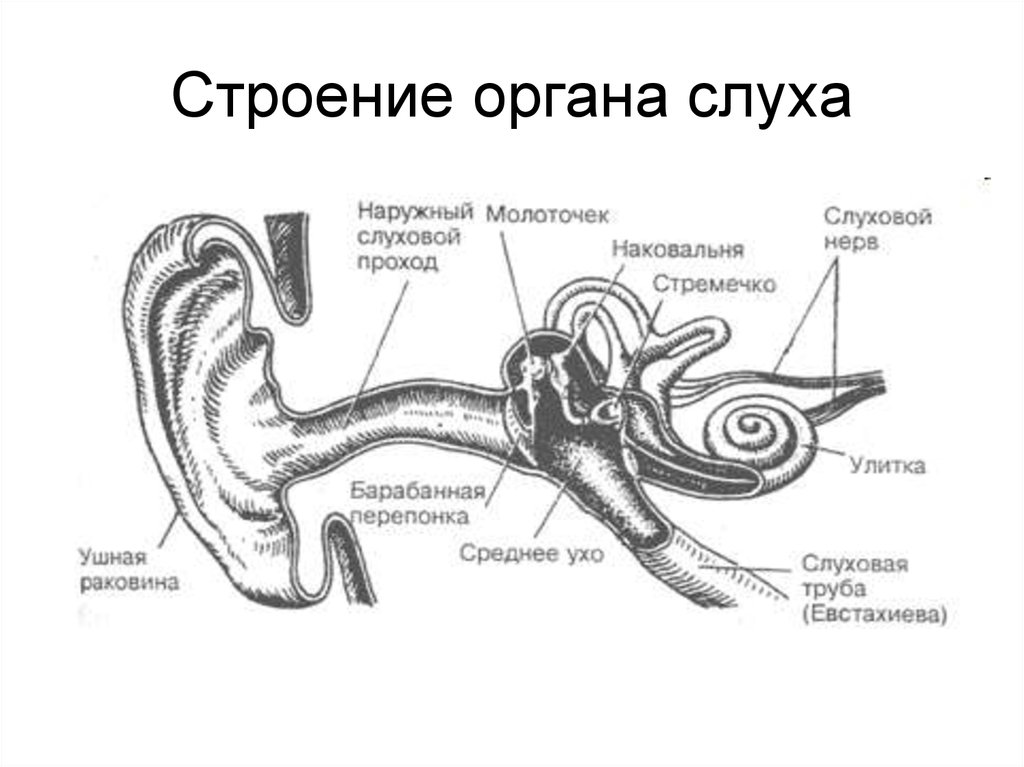 Назовите орган слуха