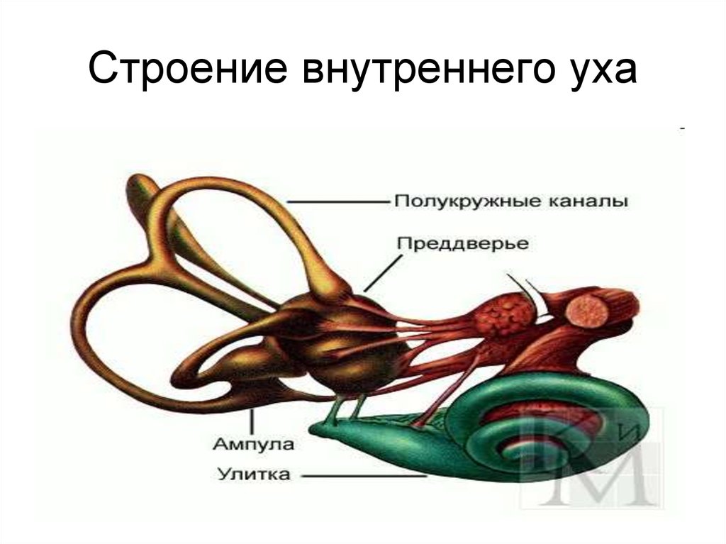 Внутреннее ухо является. Внутреннее ухо строение анатомия. Строение внутреннего уха человека. Части улитки уха. Строение внутреннего уха человека анатомия.
