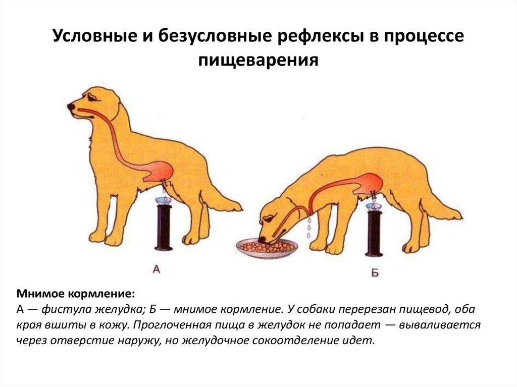 Примеры безусловных рефлексов. Условные и безусловные рефлексы собака Павлова. Опыты Павлова на собаках условный рефлекс. Собака Павлова безусловный рефлекс. Рефлекс биология собака.