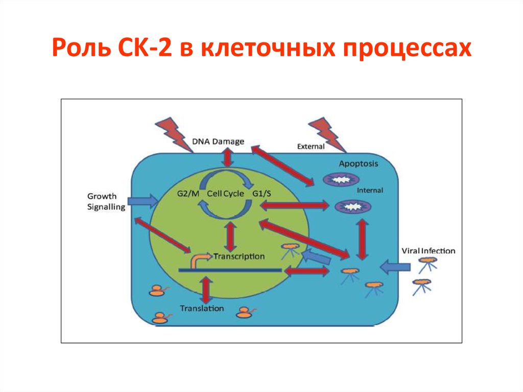 Клеточные процессы клетки. Процессы в клетке. Клеточные процессы. Примеры процессов в клетке. Клеточные процессы карта.