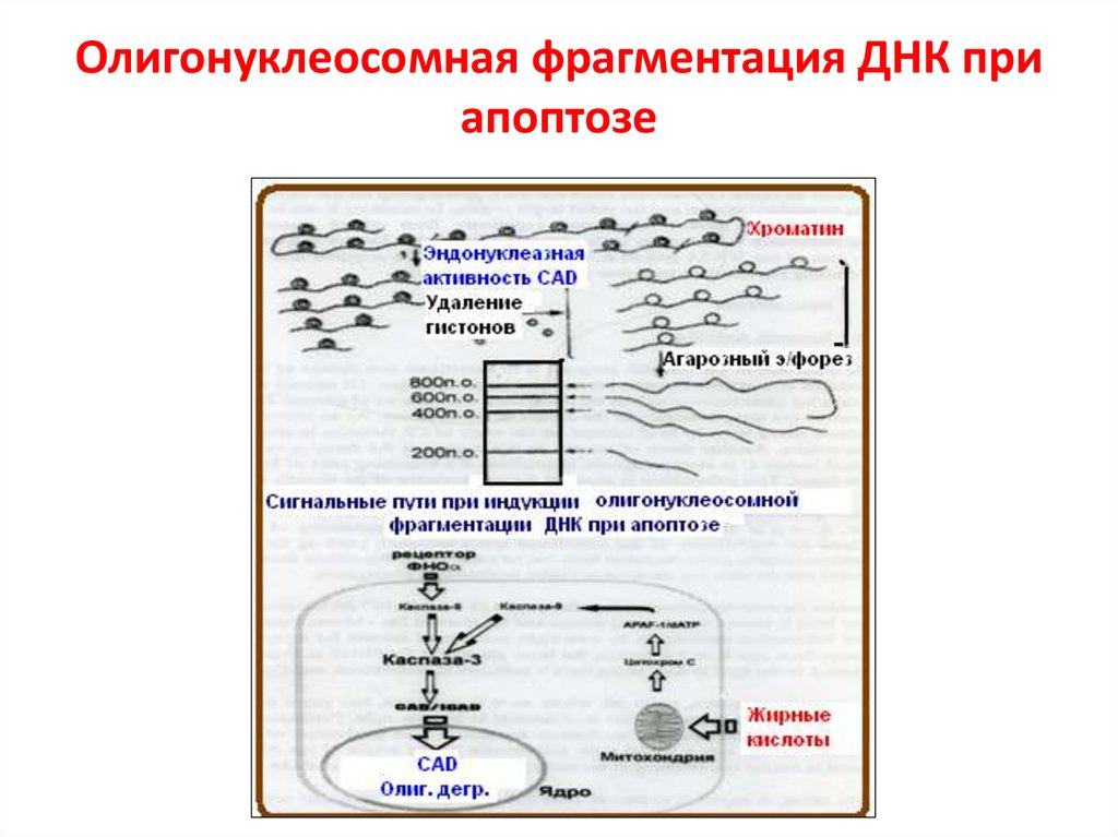 Фрагментация днк. Выявление фрагментации ДНК. Фрагментация ДНК Результаты. Фрагментация ДНК хроматин.