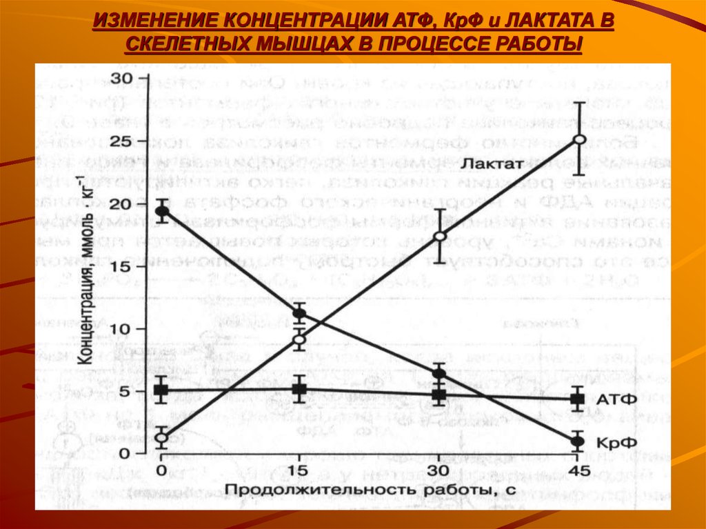 Процессы согласования активности мышц