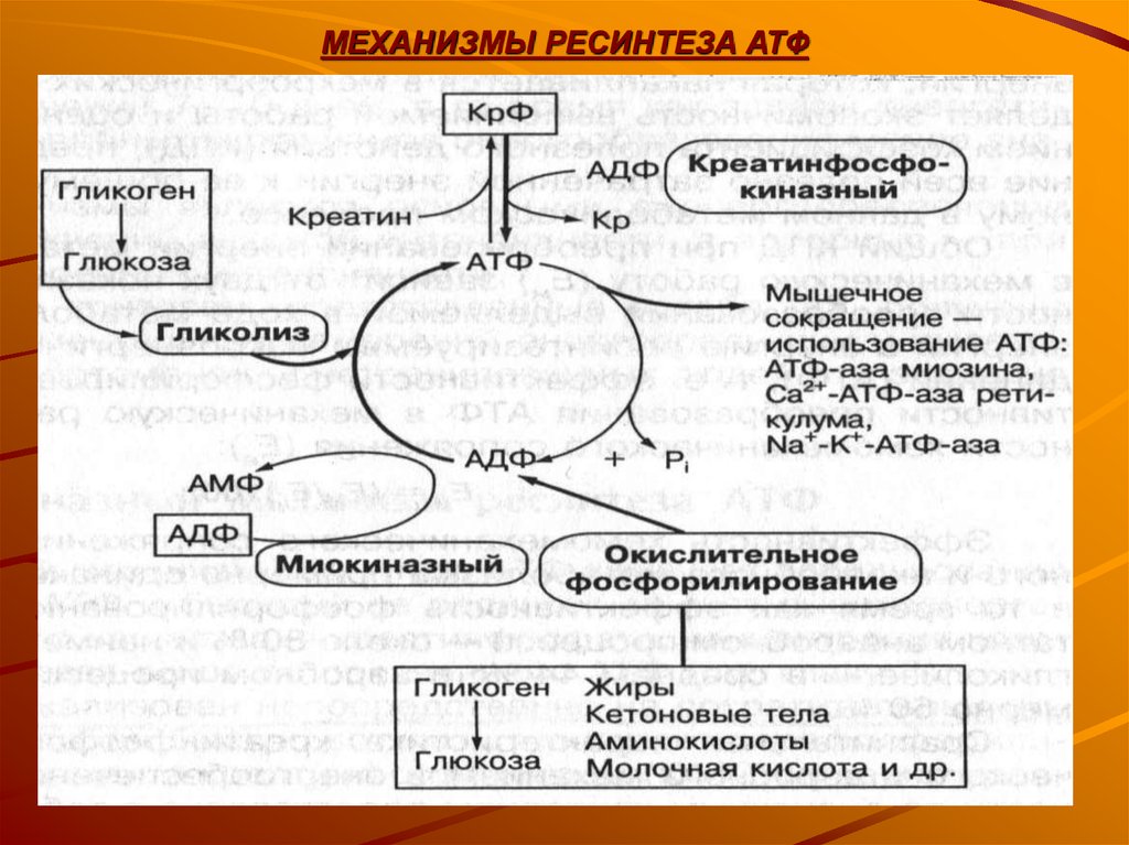 Необходима для синтеза атф. Аэробный механизм ресинтеза АТФ. Ресинтез АТФ В мышцах схема. Механизм образования АТФ В мышцах. Гликолитический путь ресинтеза АТФ схема.
