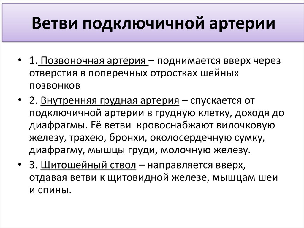 Подключичная артерия. Ветви подключичной артерии. Подключичная артерия кровоснабжает. Ветли подключичной артерии. Ветви подключичной артерии позвоночная.