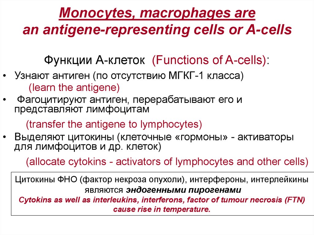 Monocytes, macrophages are an antigene-representing cells or A-cells Функции А-клеток (Functions of A-cells):
