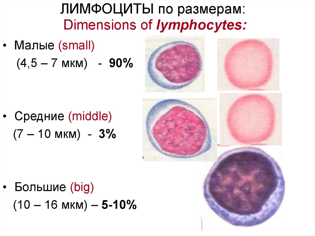 Лимфоциты структура. Размер лимфоцитов в крови. Лимфоциты гистология. Моноцитоподобные лимфоциты. Лимфоциты гистология строение.