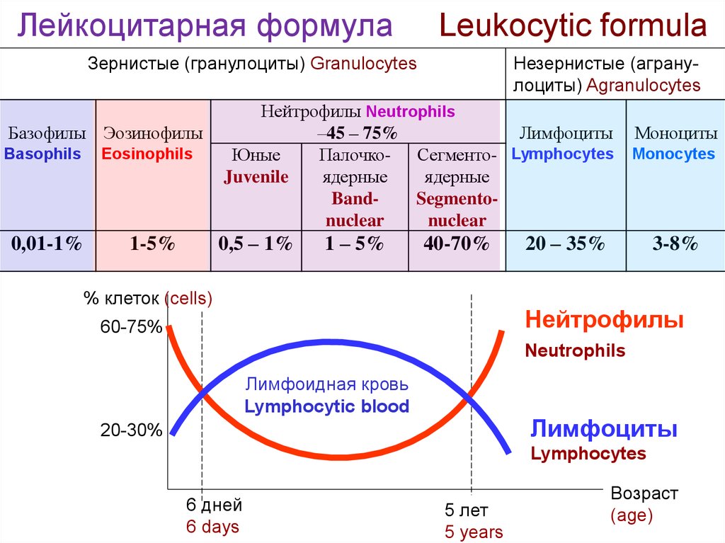 Изменение количества лейкоцитов в крови. Подсчет лейкоцитарной формулы крови. Подсчет лейкоцитарной формулы формула. Лейкоцитарная формула сдвиги формулы. Лейкоцитарная формула лимфоциты.