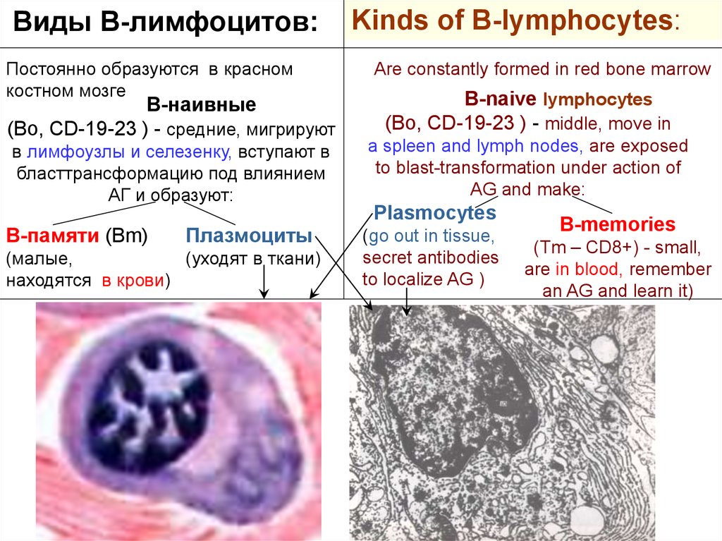 Селезенка лимфоциты. Виды лимфоцитов. В лимфе находятся лимфоциты. Бласттрансформации лимфоцитов. Наивные лимфоциты.