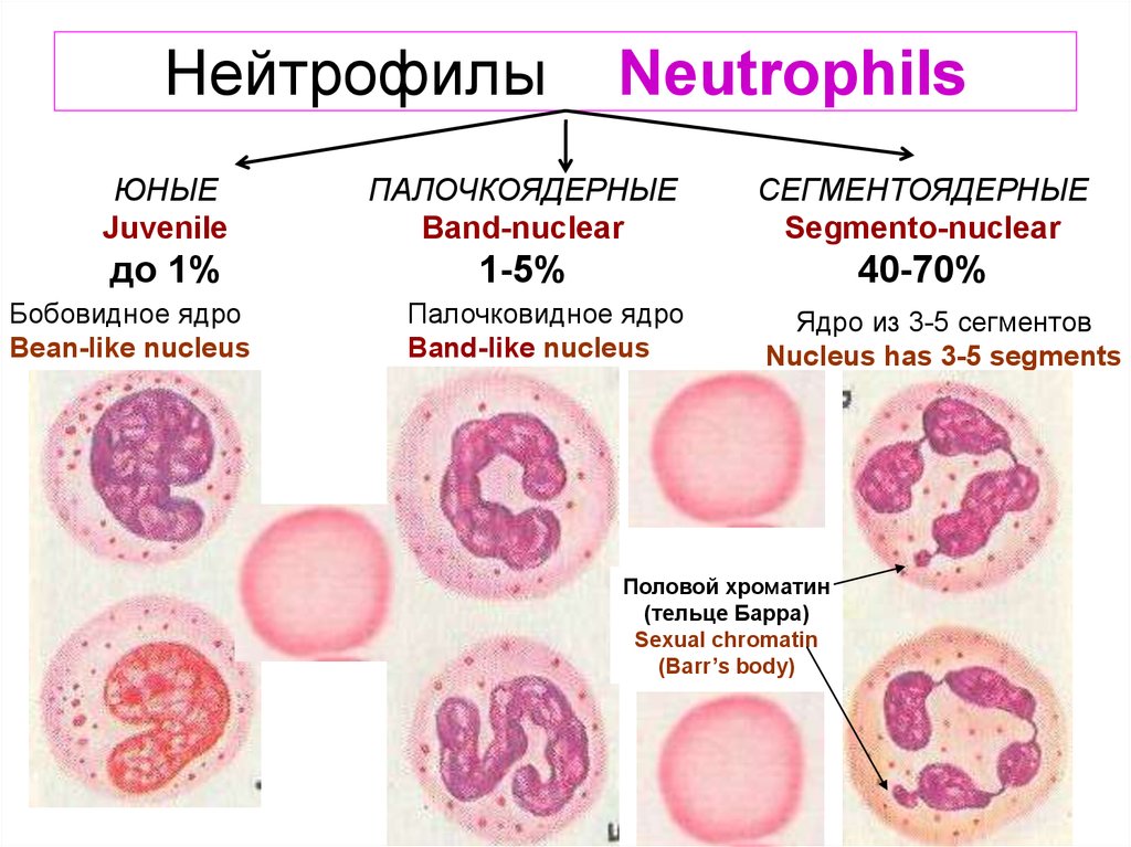 Нейтрофилы Neutrophils