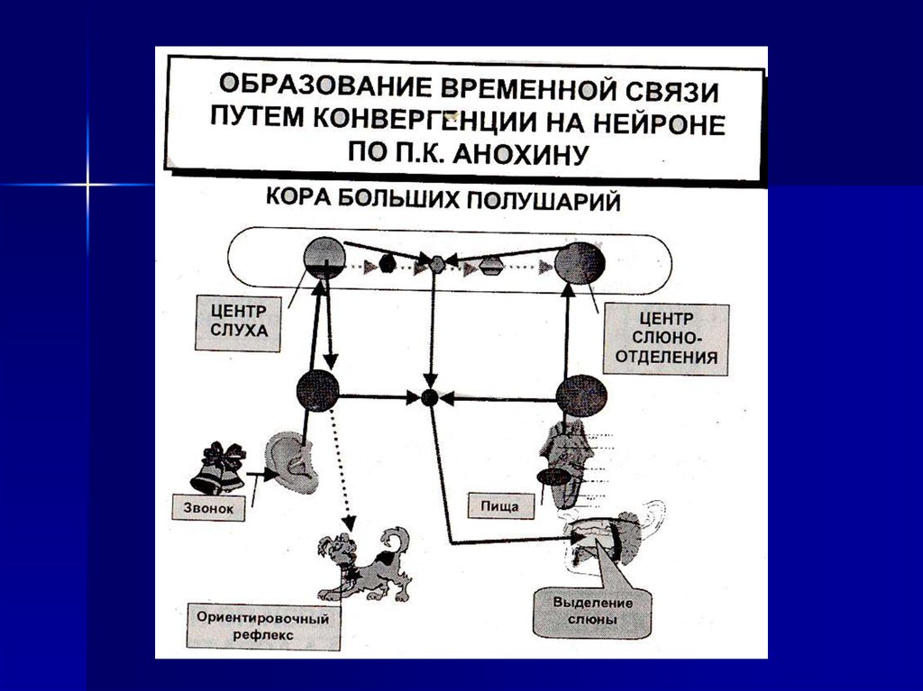 Высшая нервная деятельность презентация 9 класс