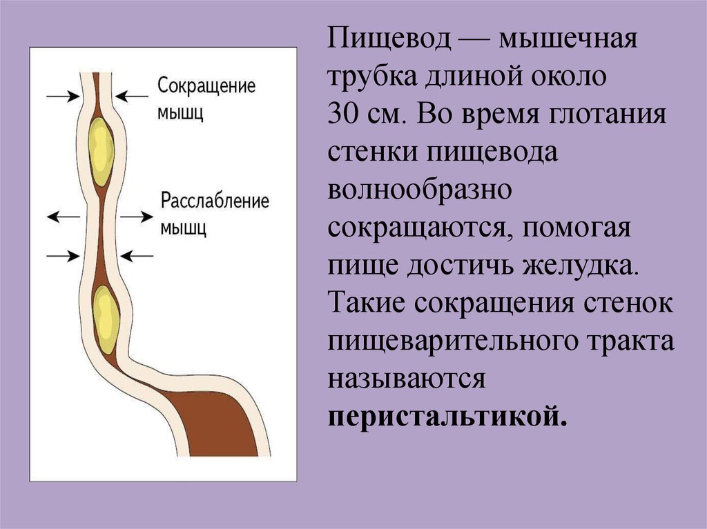 Мышцы пищевода. Пищевод это мышечная трубка. Пищевод трубка длиной. Мышечная стенка пищевода.