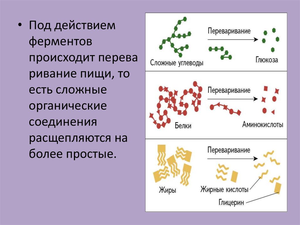 Пищеварительные ферменты и их роль в пищеварении презентация