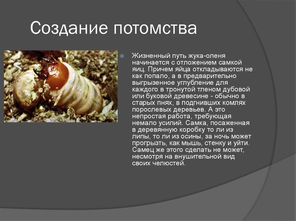 Личинка жука оленя фото и описание