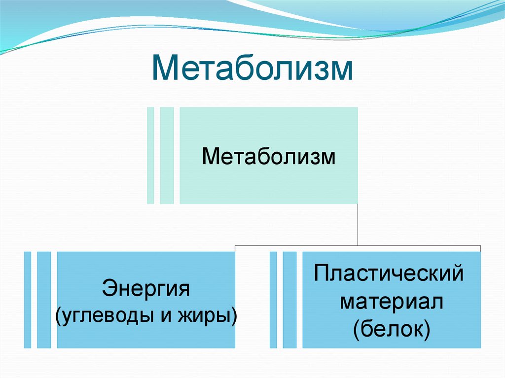 Метаболизм