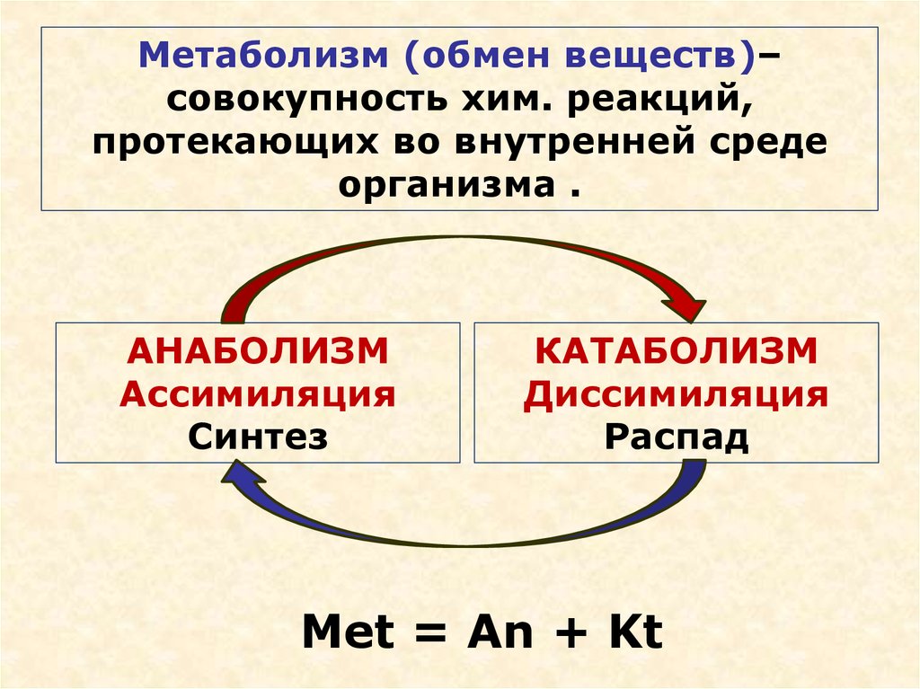 Обмен веществ ассимиляция. Ассимиляция и диссимиляция метаболизм. Схема метаболизм ассимиляция и диссимиляция. Ассимиляция анаболизм. Ассимиляция и диссимиляция в биологии.