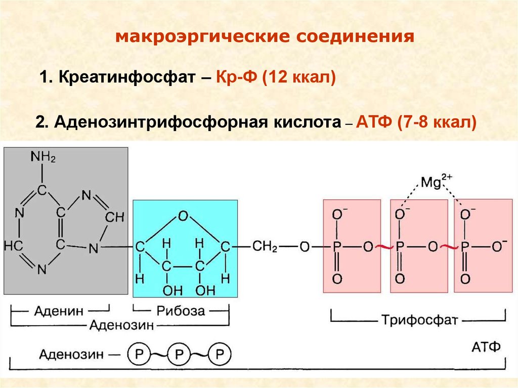 Соединение атф. Макроэргические соединения химическое строение. Макроэргические соединения АТФ. Макроэргические соединения биохимия. Структурные формулы важнейших макроэргических соединений.