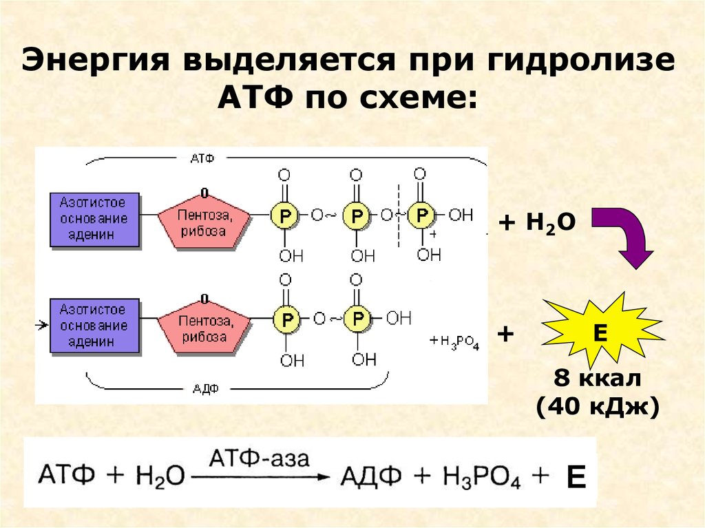 Атф расщепляется. Схема гидролиза АТФ. Гидролиз АТФ до АДФ. Приведите схему ферментативного гидролиза АТФ.. Гидролиз молекулы АТФ.