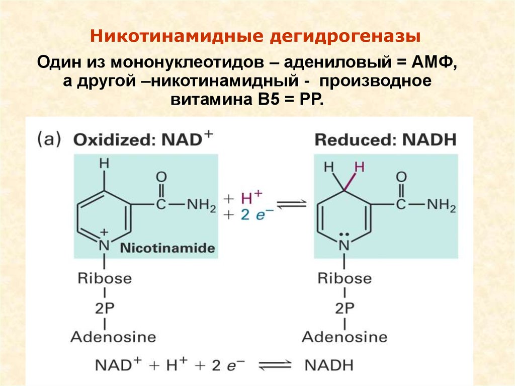 Окисление надф. Биологически важные производные мононуклеотидов. Дегидрогеназы реакции. Никотинамидные дегидрогеназы. Дегидрогеназа реакция.