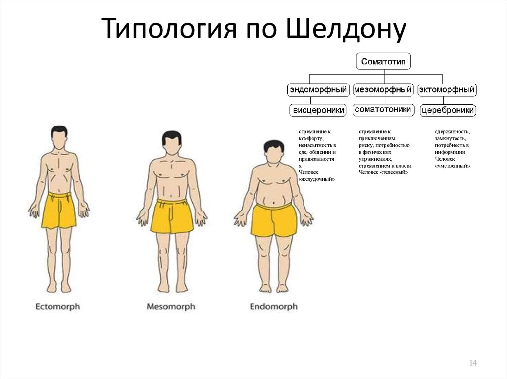 Конституциональные схемы шелдона