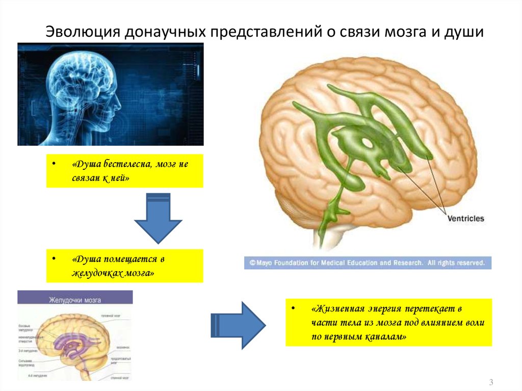 Связи в мозгу