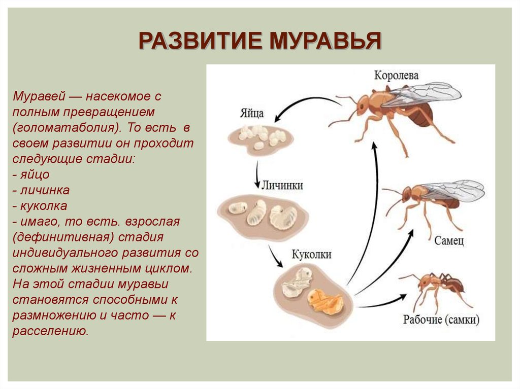 Тип превращения мухи. Стадии постэмбрионального развития муравья. Стадия развития муравья яйцо личинка. Жизненный цикл муравьев. Жизненный цикл муравья.