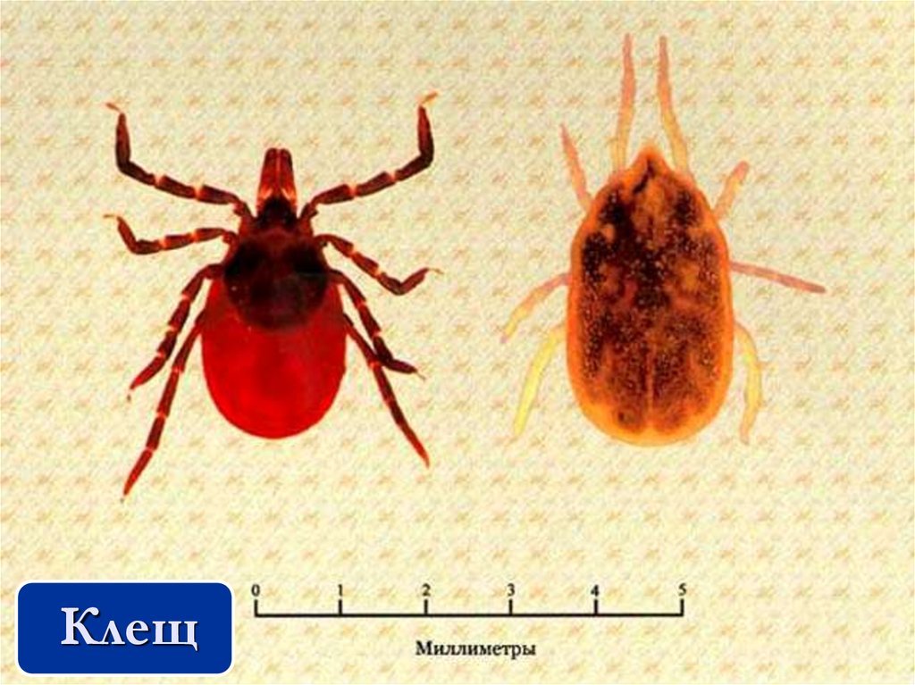 Иксодовые клещи переносчики