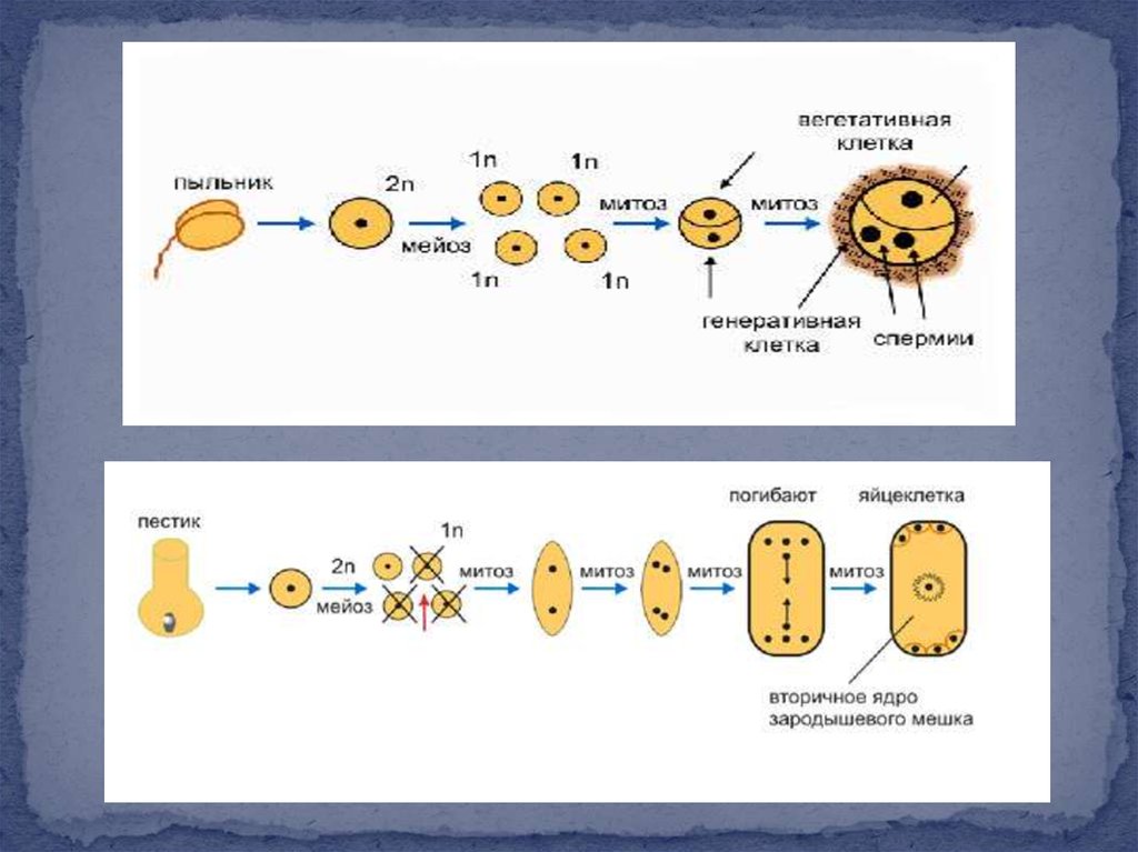 Клетки мужского гаметофита. Микро и макроспорогенез. Формирование мужского гаметофита пыльцевого зерна. Макроспорогенез у покрытосеменных растений. Оплодотворение у растений микроспорогенез.