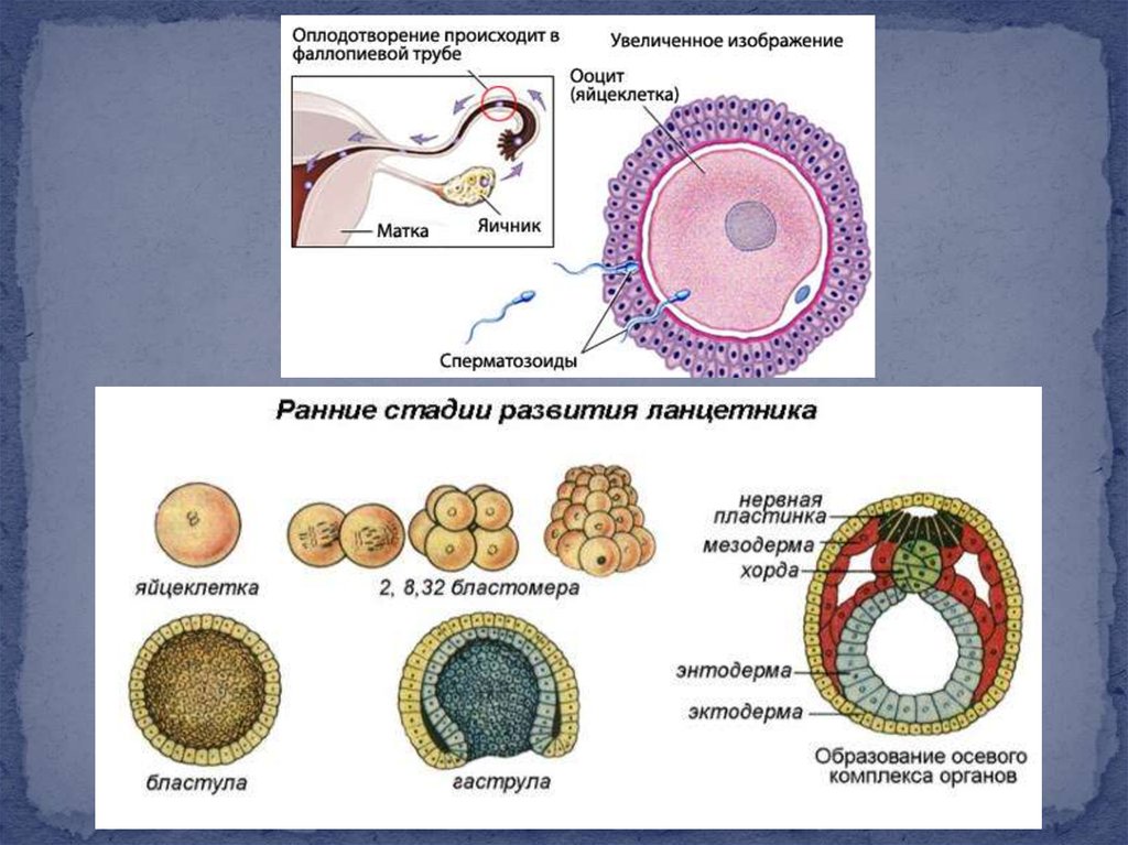 Процесс оплодотворения у человека. Схема оплодотворения яйцеклетки. Яйцеклетка зигота зародыш. Деление оплодотворенной яйцеклетки зиготы. Зигота это оплодотворенная яйцеклетка.
