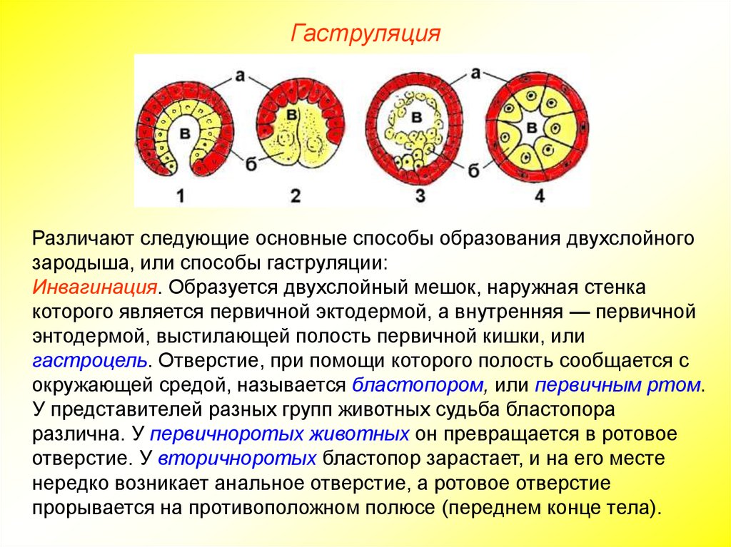 Гаструла это двухслойный зародыш. Гаструляция способы образования. Инвагинация эпиболия иммиграция деламинация. Типы гаструл инвагинация. Гаструляция деламинация гистология.