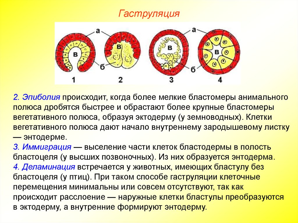 Полюса клетки. Гаструляция способы образования. Инвагинация эпиболия деламинация иммиграция. Типы гаструл инвагинация. Эпиболия анимального полюса.