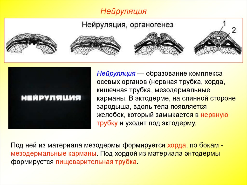 Образование кишечной трубки закладка нервной трубки формирование