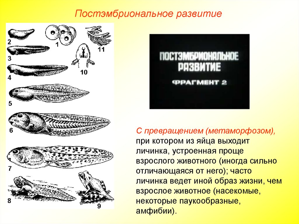 Метаморфоз 20. Развитие с метаморфозом у рыб. Постэмбриональное развитие рыб. Постэмбриональное развитие с превращением. Эмбриональное и постэмбриональное развитие.