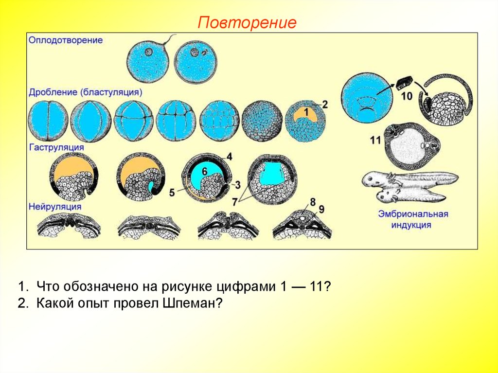 В представленной схеме дополните недостающий этап эмбриогенеза