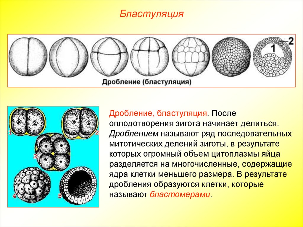 Тема дробление. Эмбриональный этап дробления. Онтогенез дробление Бластуляция. Дробление клетки. Дробление зиготы схема.