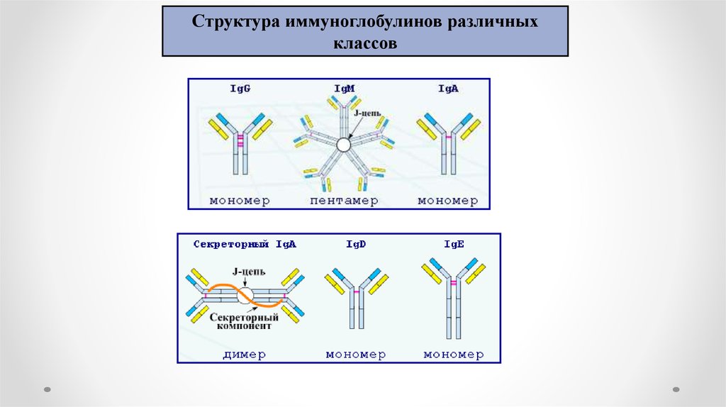 Иммуноглобулины содержат. Схема строения иммуноглобулина g. Схема молекулы иммуноглобулина g микробиология. Структура иммуноглобулинов иммунология.
