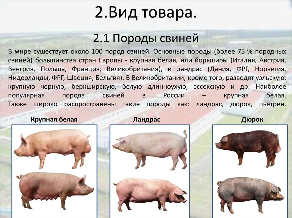 Список свиньи