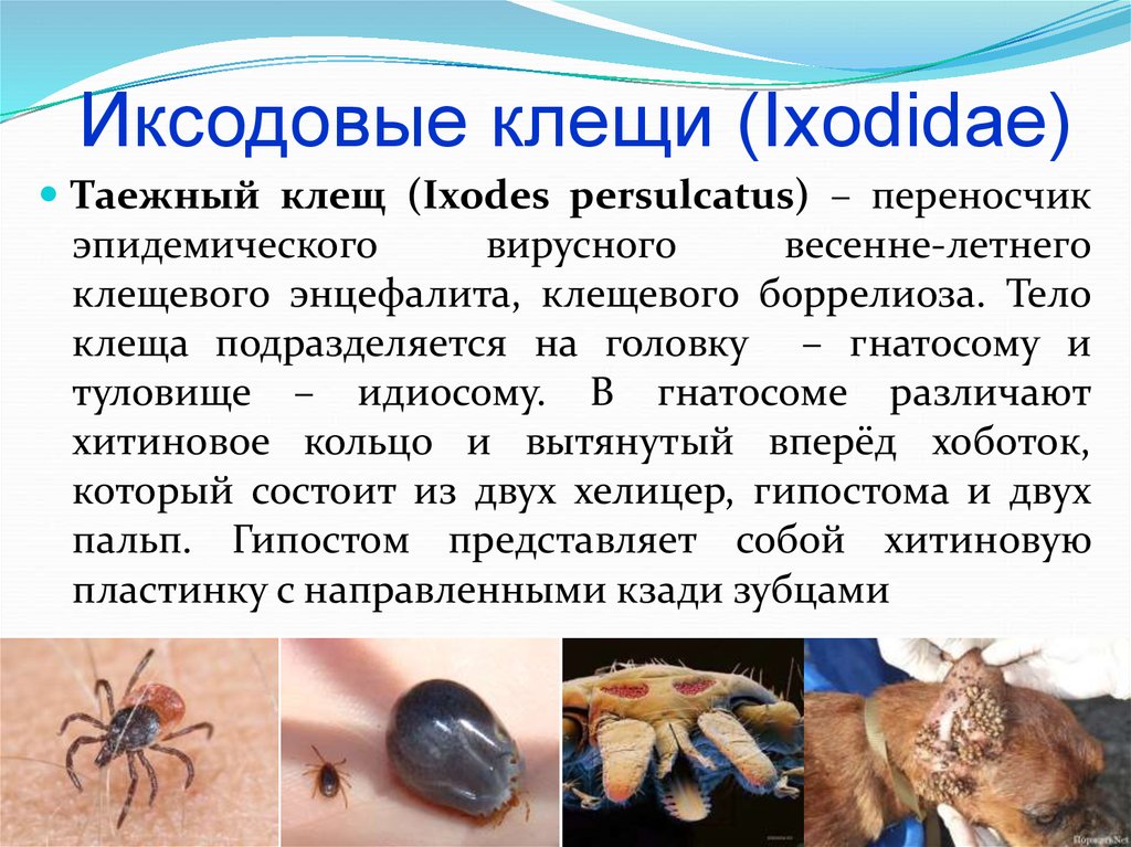 Характеристика клеща. Ixodidae иксодовые клещи. Клещей семейства Ixodidae. Иксодовые клещи Иксодес персулькатус. Иксодовый Таежный клещ.