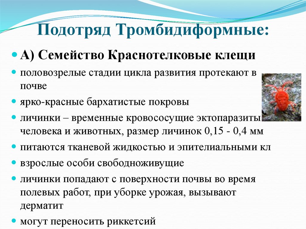 Тромбидиформные клещи цикл развития