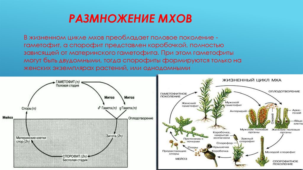 Какой спорофит у водорослей. Жизненный цикл моховидных растений схема. Циклы развития растений схемы мхи. Цикл развития моховидных схема. Размножение моховидных схема.