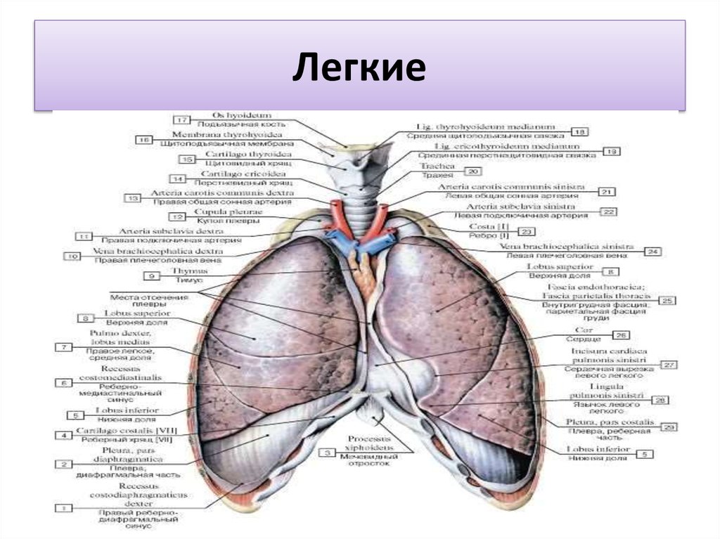 Легкие описание. Система органов дыхания на латыни. Дыхательная система анатомия легкие. Строение легкого анатомия латынь. Дыхательная система латынь.