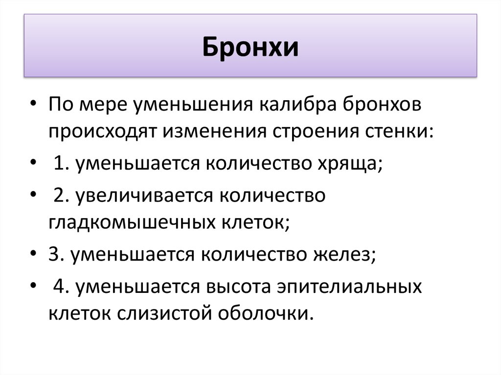 Какие изменения наблюдаются. Строение бронхов разного калибра. По мере уменьшения калибра бронхов. Стенки бронхов разного калибра. Изменения стенки бронхов по мере уменьшения их калибра.