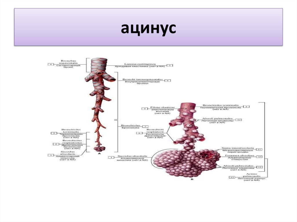 Ацинуса легкого схема