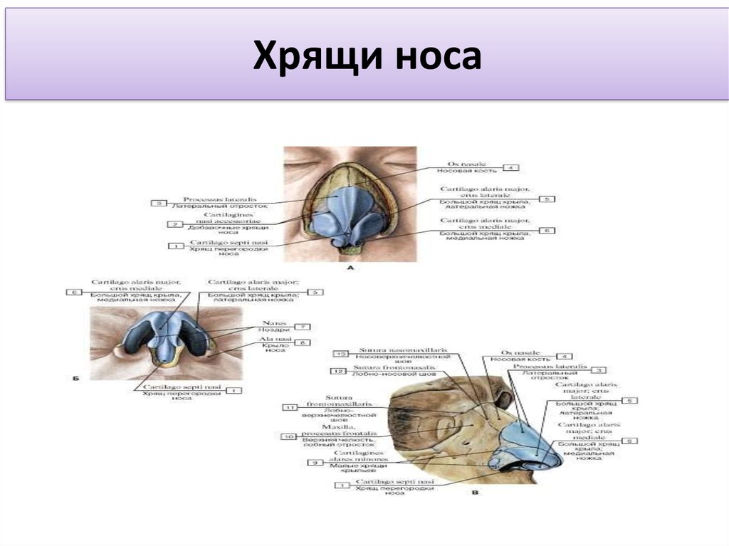 Хрящи в носу схема