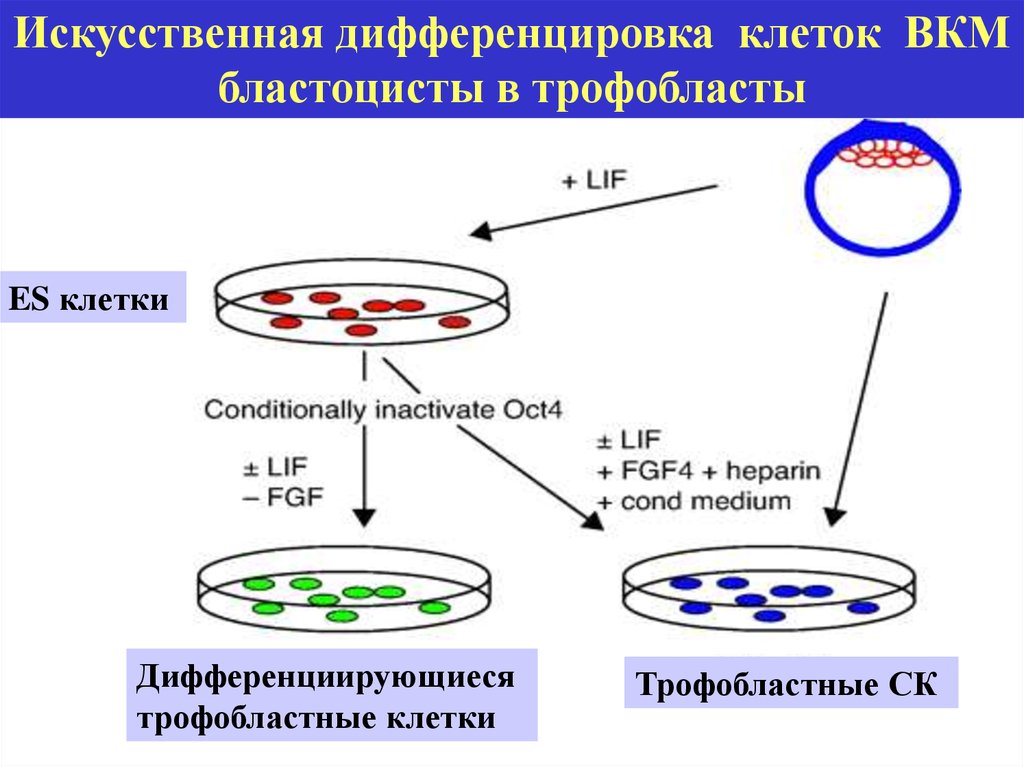 Дифференцировка клеток. Дифференцировка НК клеток. Терминальная дифференцировка клетки это. Искусственная клетка. Молекулярные основы дифференцировки клеток.