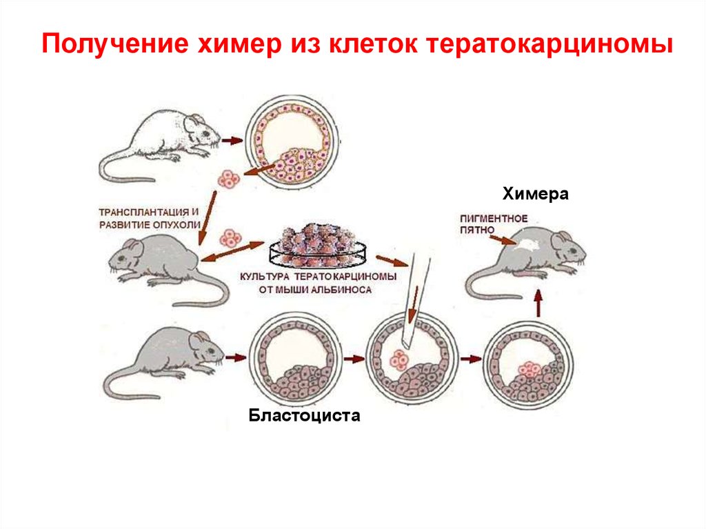 Создание химер. Химеры клеточная инженерия. Получение химер это метод ?. Метод получения химерных животных. Получение химер клеточная инженерия.