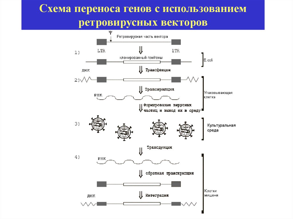 Перестройка генома в онтогенезе презентация 10 класс