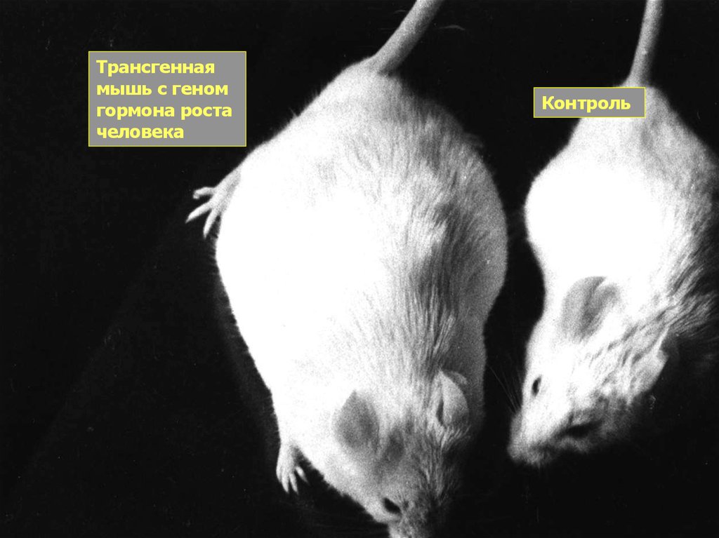 Мышь рост. Трансгенные мыши. Первые трансгенные мыши. Трансгенная мышь с геном роста. Получение трансгенных мышей.