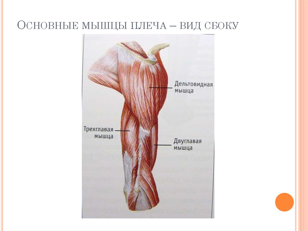 Основные мышцы плеча – вид сбоку