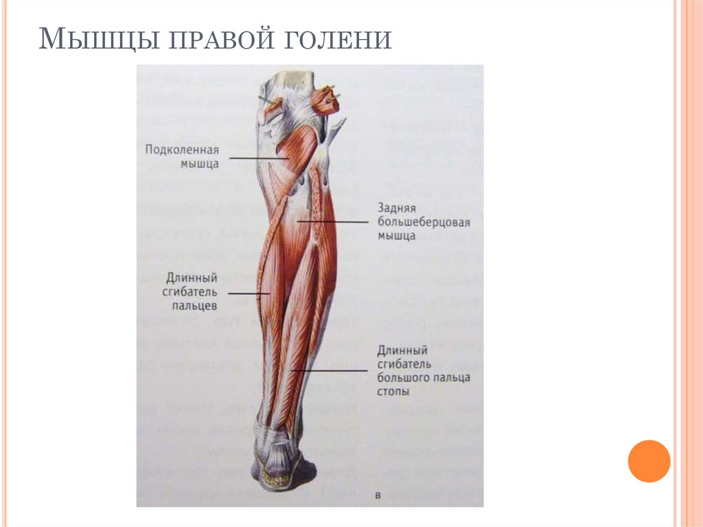 Подколенная мышца. Подколенная мышца анатомия. Подколенная мышца голени. Мышцы голени правой. Задняя подколенная мышца.