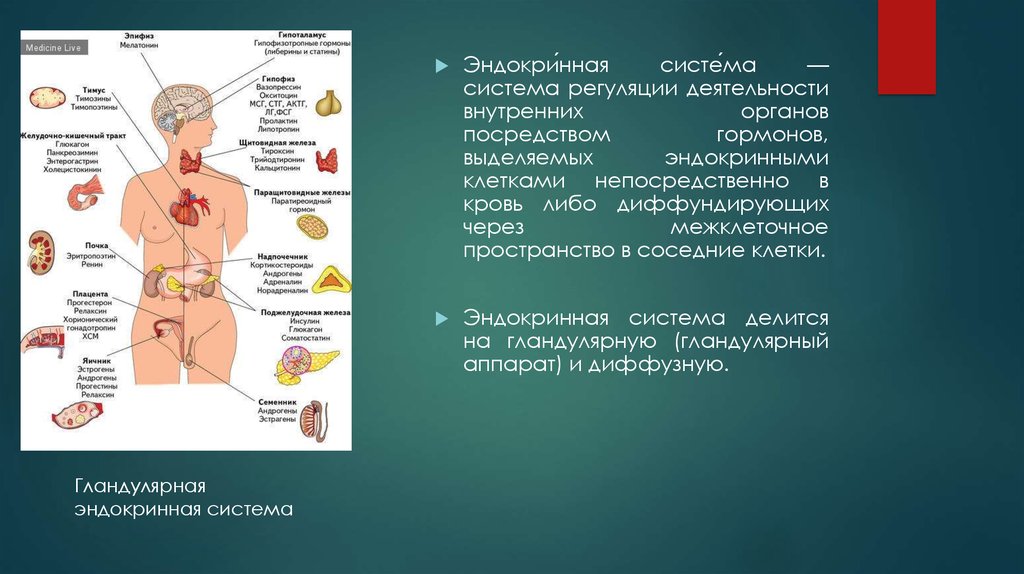 Эндокринная система во время беременности презентация